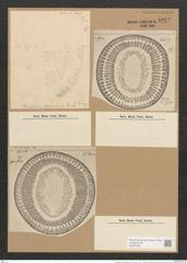 Campylodiscus daemelianus Grun. (de-Toni-Nr.: Genus 57, Species 2454) Zeichnungen Sammlung Grunow Nr. 4942 (NHMW-BOT-W0373156)